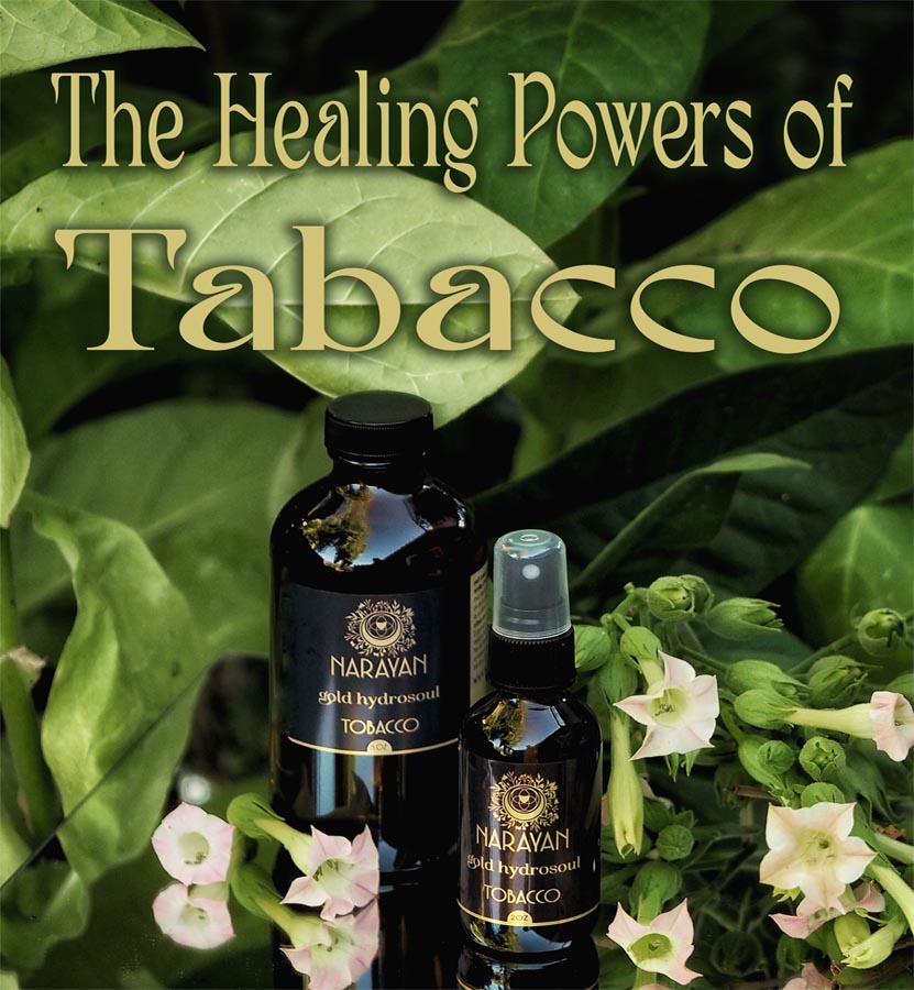 The Super Healing Powers of Tobacco Hydrosoul