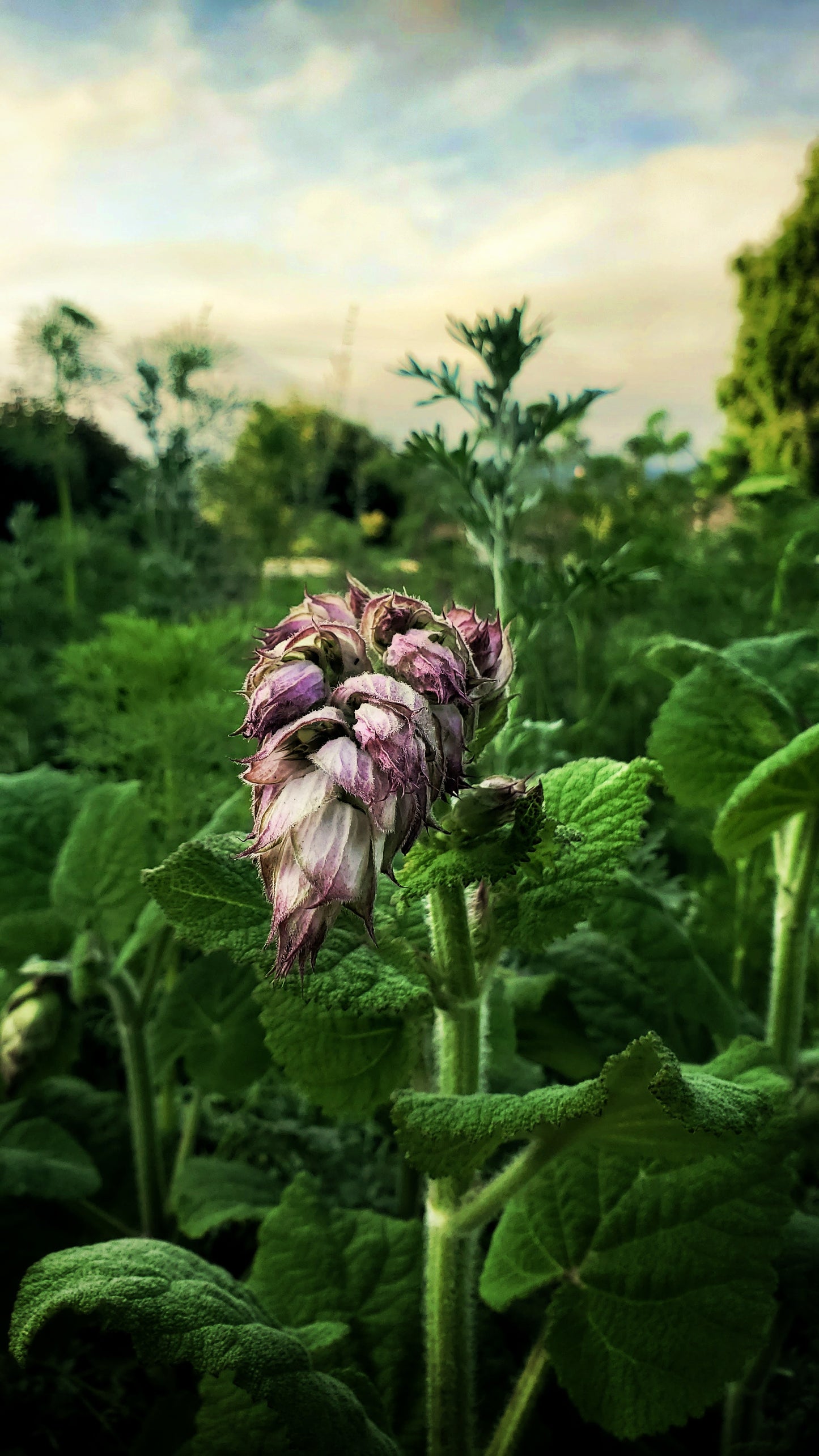 Peace Of Mind ~ Herbal Tincture