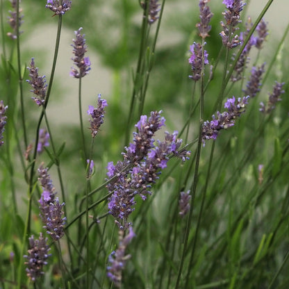 Peace Of Mind ~ Herbal Tincture