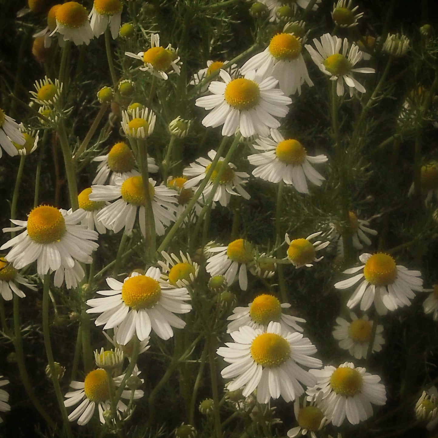 Peace Of Mind ~ Herbal Tincture